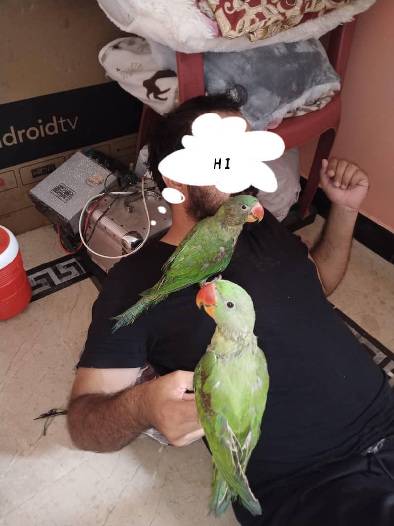 perrot 2
