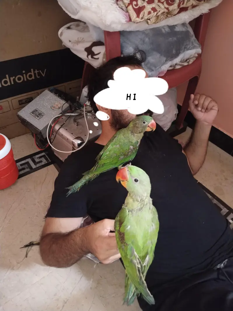 perrot — photo 3
