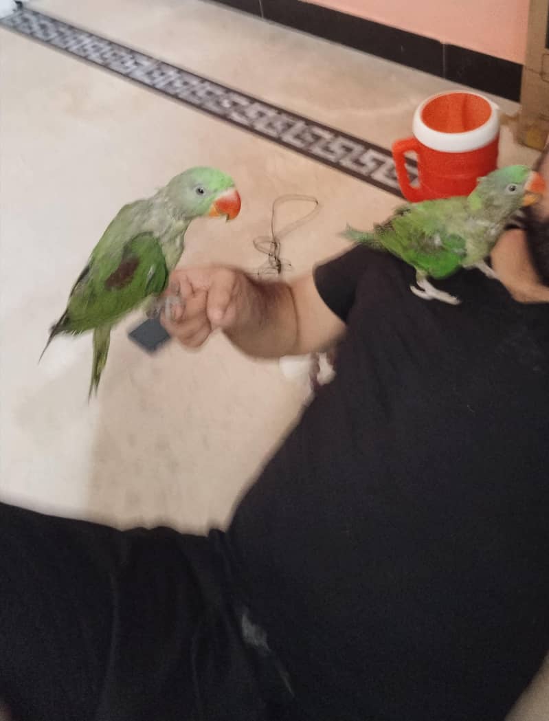 perrot 3