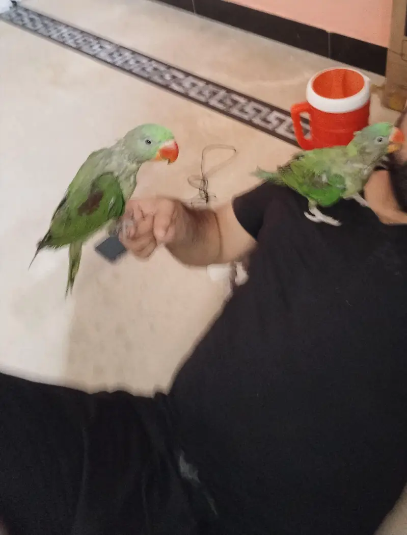 perrot — photo 4