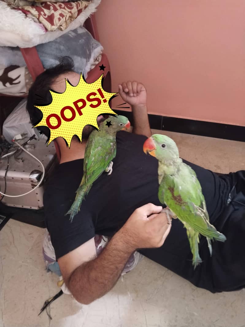 perrot 4