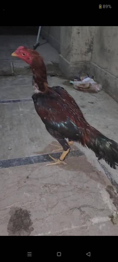two male pair lakha aseel