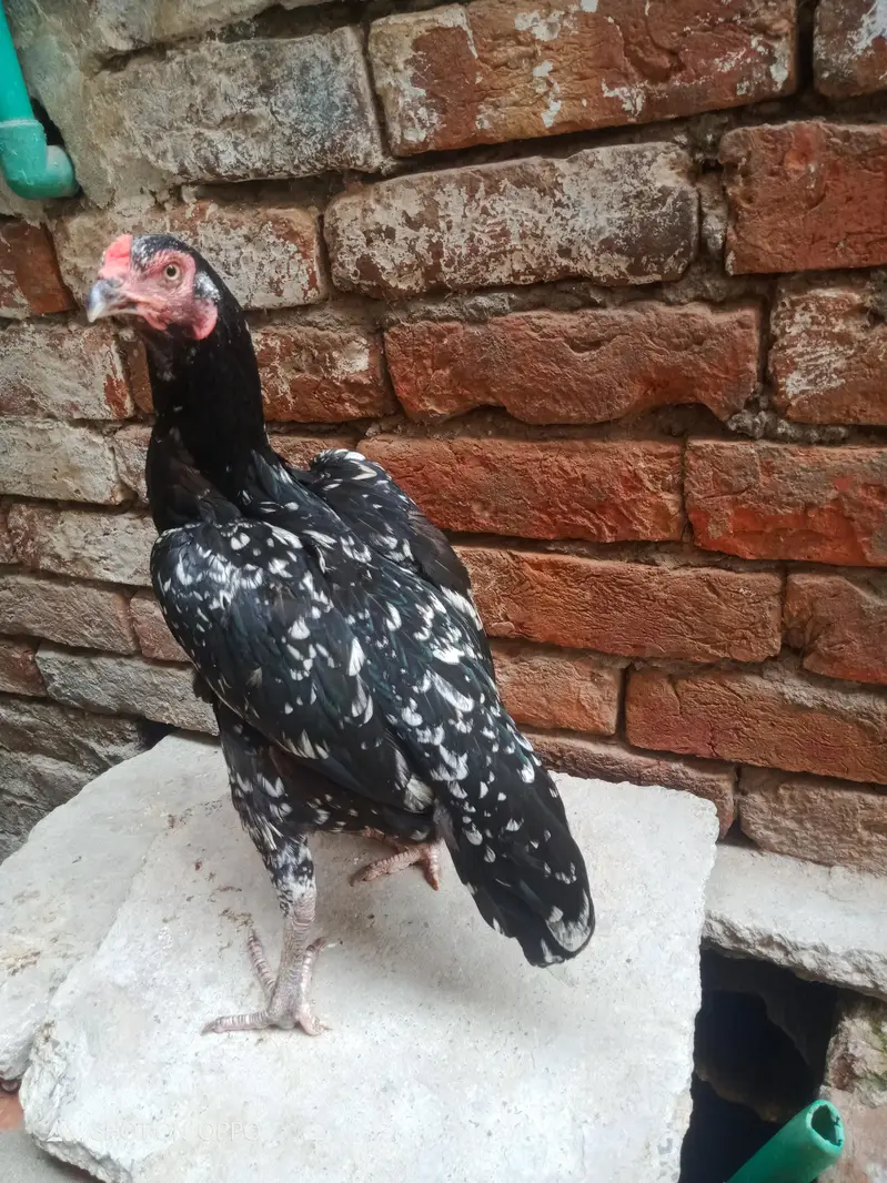 aseel murga. . — photo 2