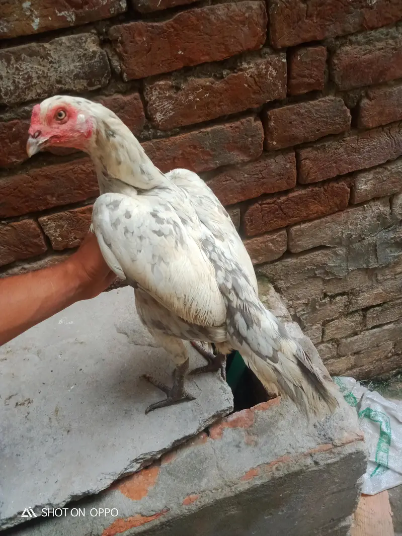 aseel murga. . — photo 3