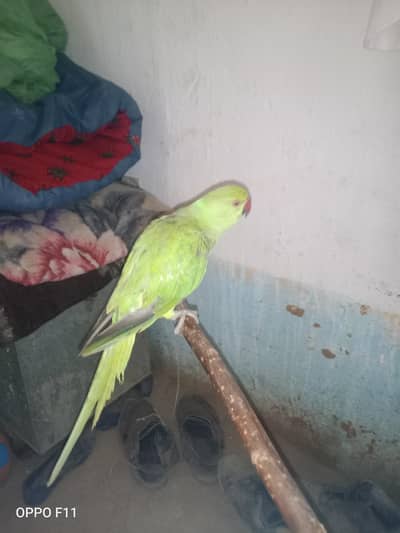 parrot