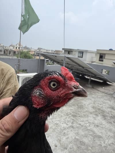 Top class quality mushki madi for sale