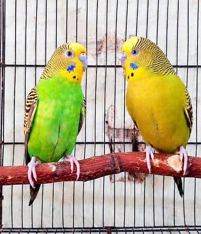 Budgies for Sell