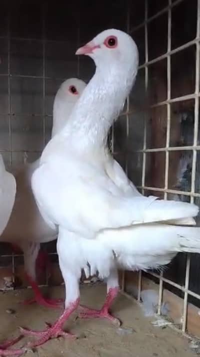 Moltise Male for sale