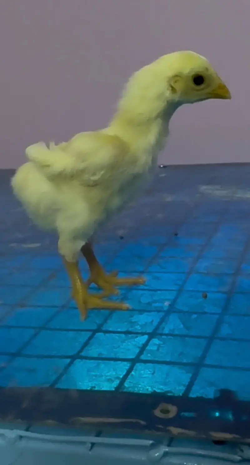 German o shamo king size chicks and pathe bhi available hai — photo 2
