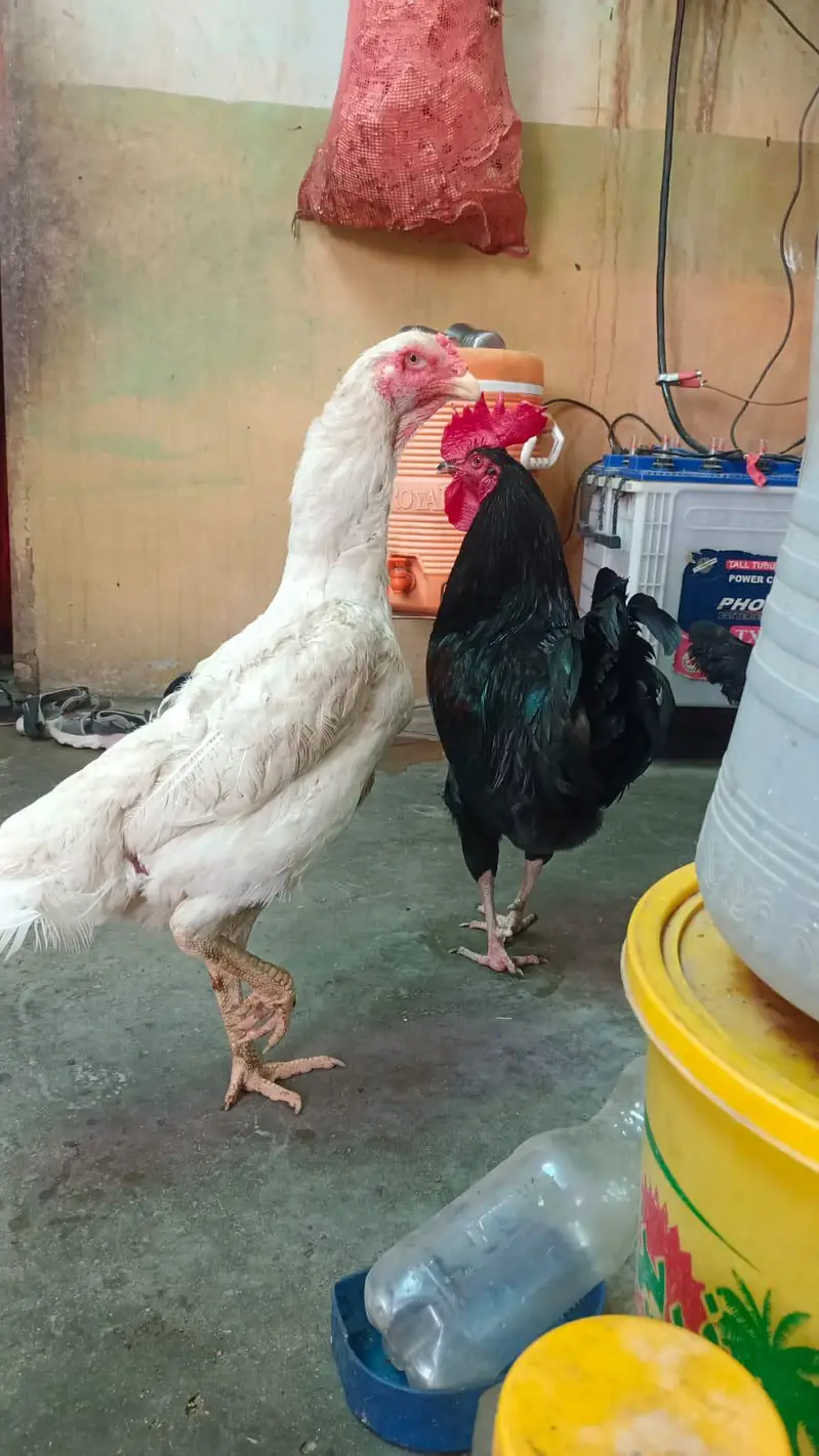 German o shamo king size chicks and pathe bhi available hai — photo 3