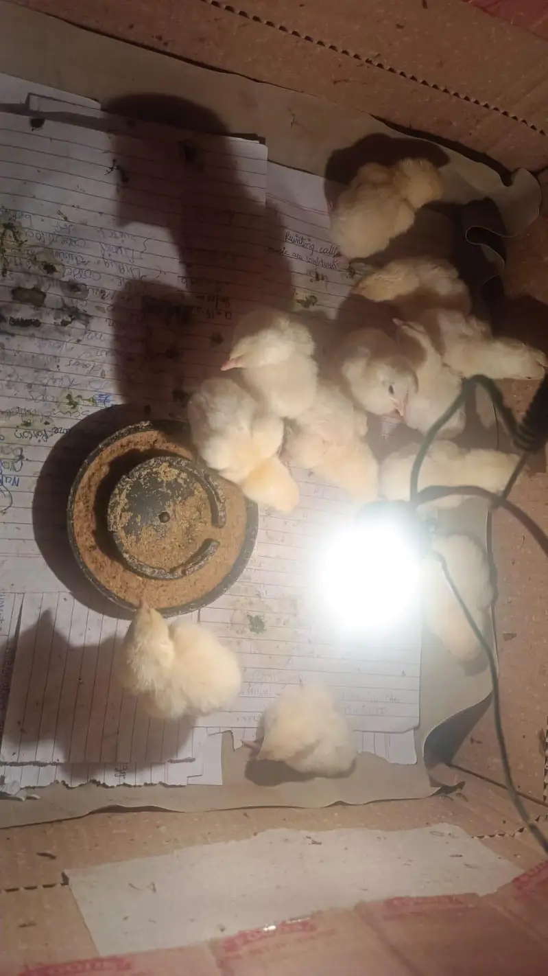 German o shamo king size chicks and pathe bhi available hai — photo 4