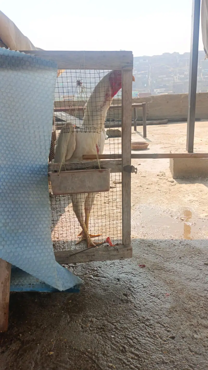 German o shamo king size chicks and pathe bhi available hai — photo 5