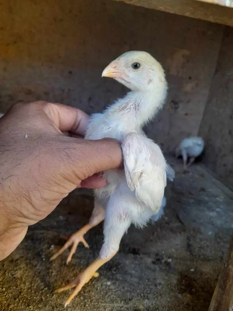 German o shamo king size chicks and pathe bhi available hai — photo 6