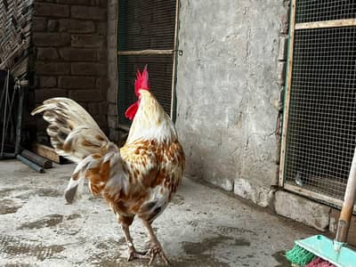 desi hens egg layers full actice pieces