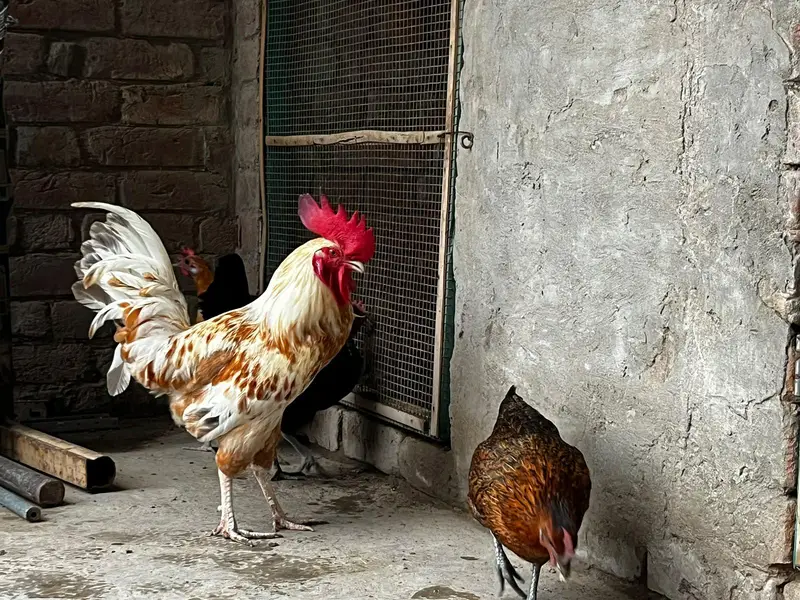 desi hens egg layers full actice pieces — photo 2