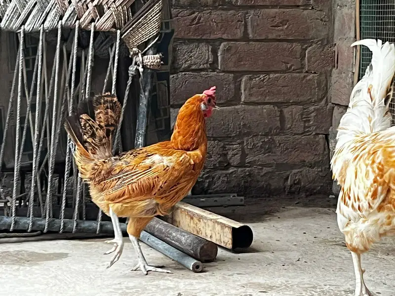desi hens egg layers full actice pieces — photo 3