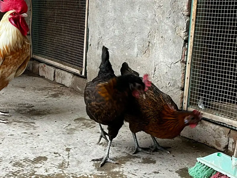 desi hens egg layers full actice pieces — photo 4