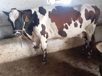 Red Frezion cross cow 6.5 months pregnant