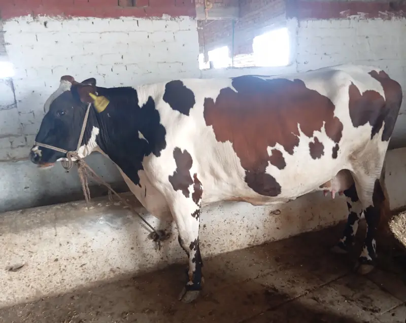 Red Frezion cross cow 6.5 months pregnant — photo 2