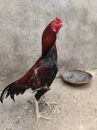 Aseel lakka murga