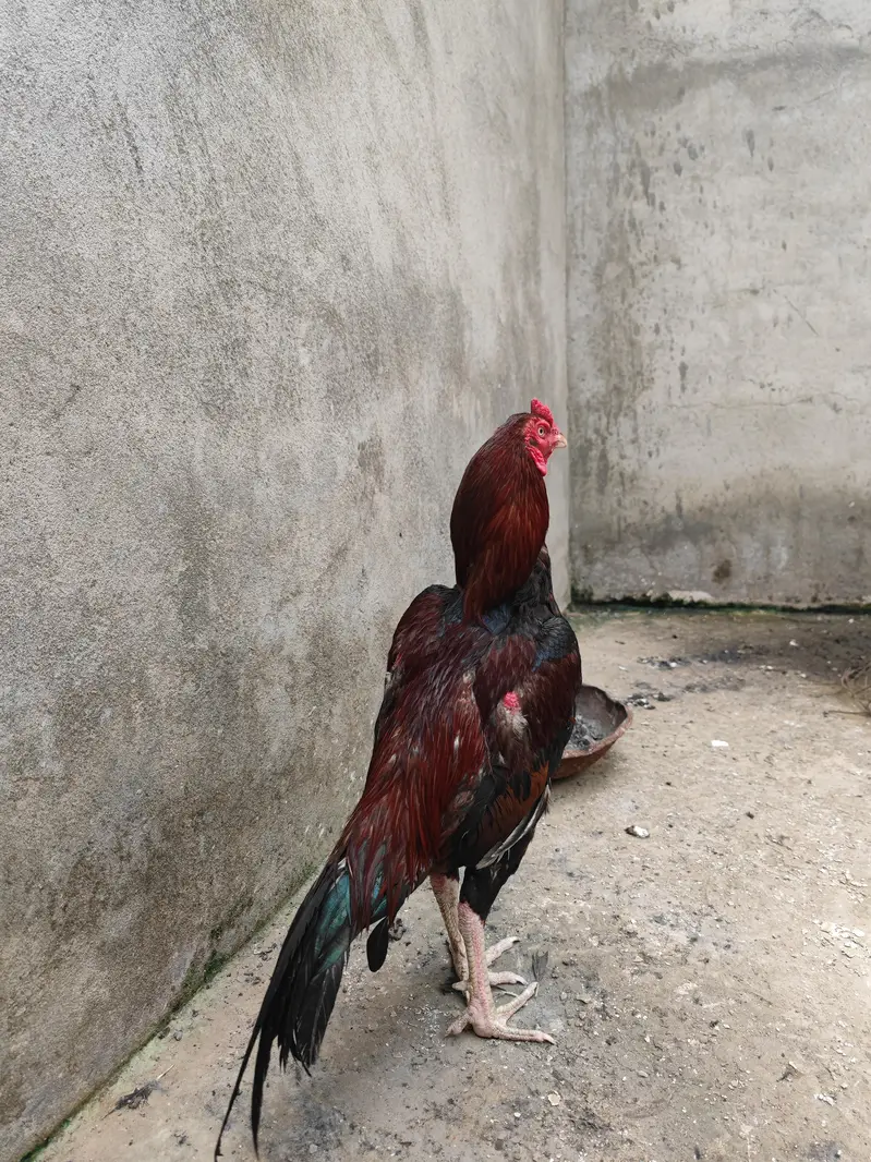 Aseel lakka murga — photo 2
