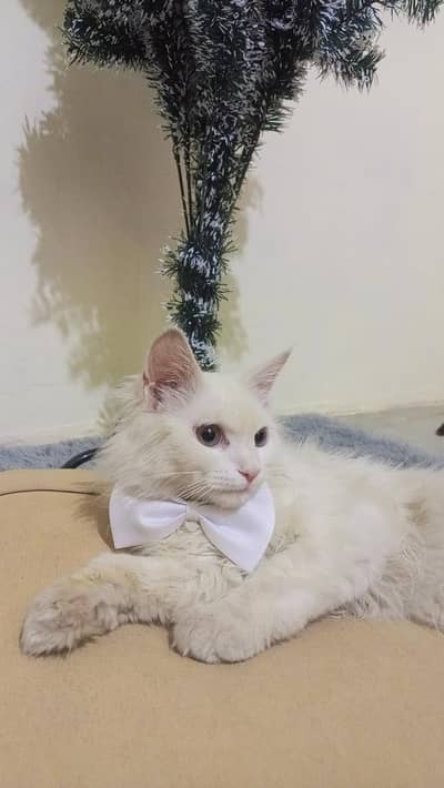 Male persian cat