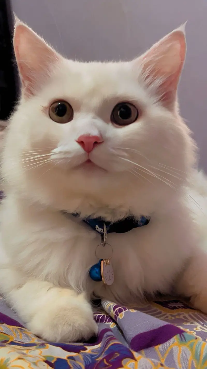 Male persian cat — photo 2