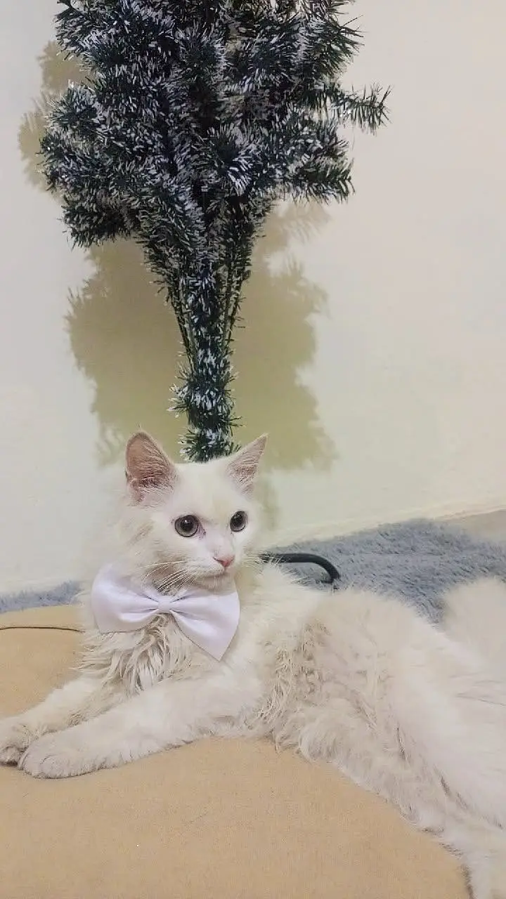 Male persian cat — photo 3