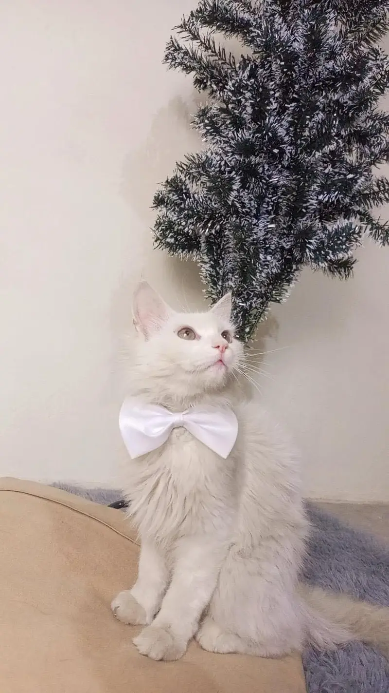 Male persian cat — photo 4