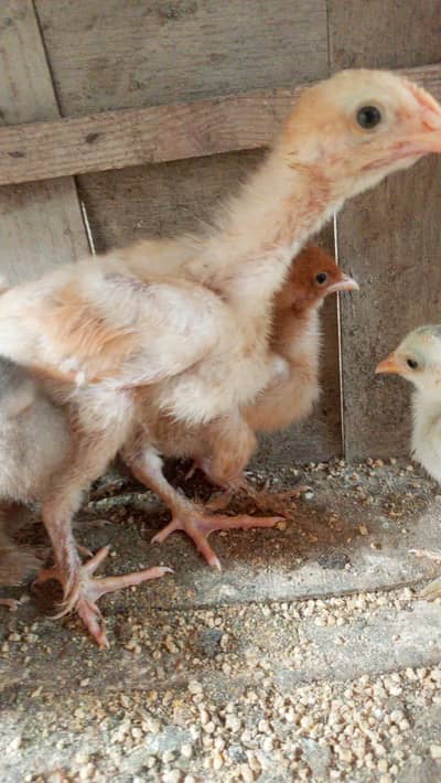 bantem Chicks