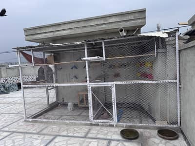 Birds cage