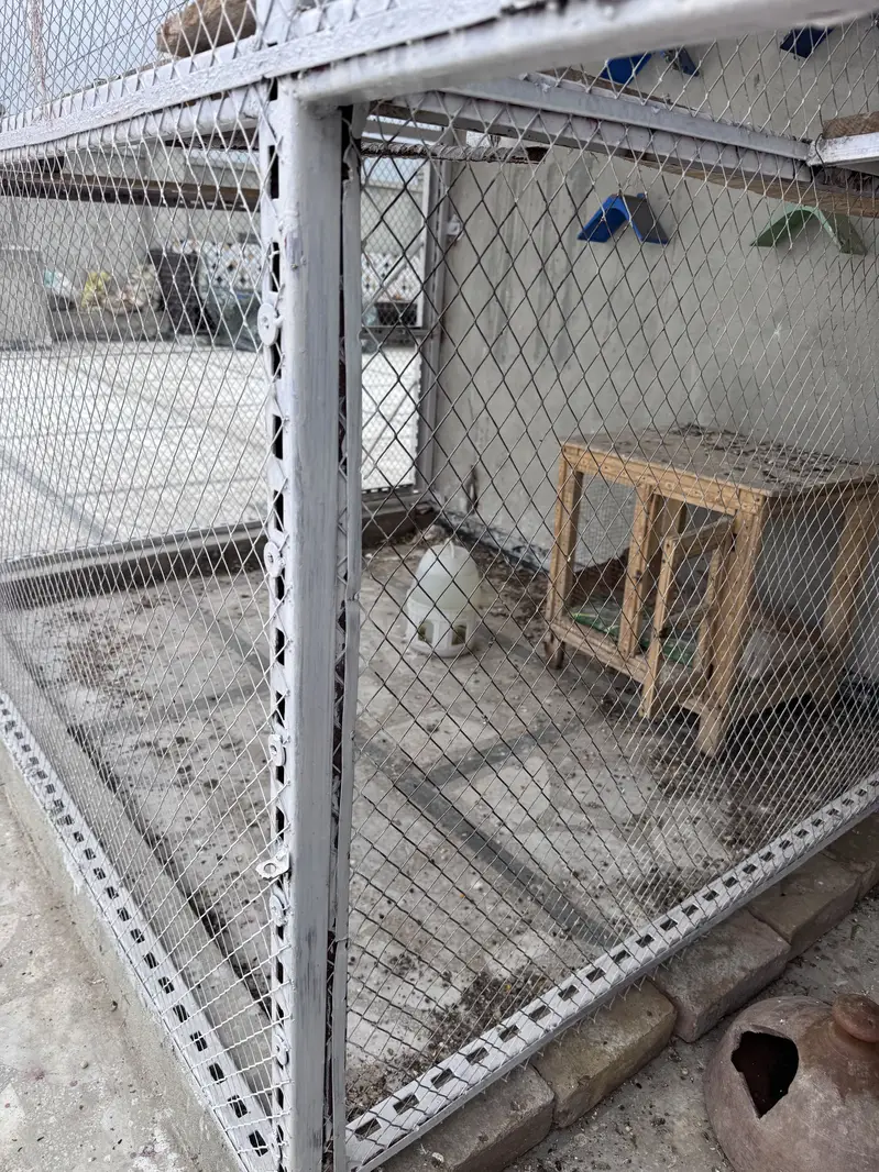 Birds cage — photo 6