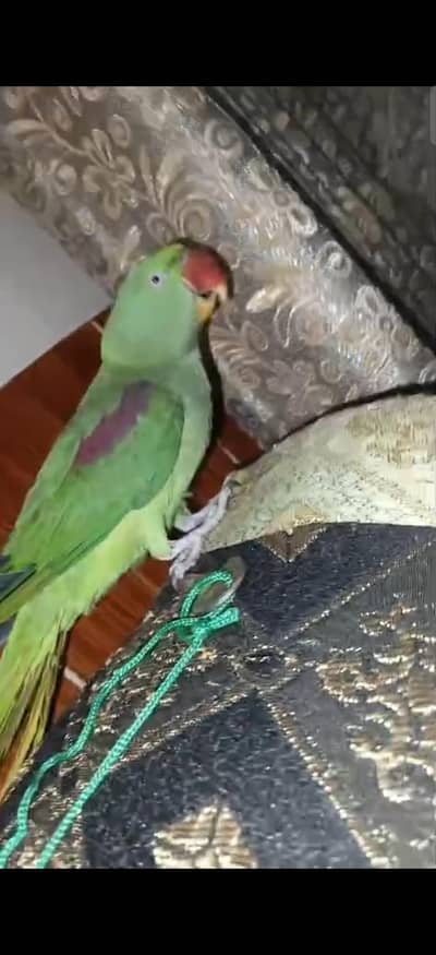 hand tame talking pair