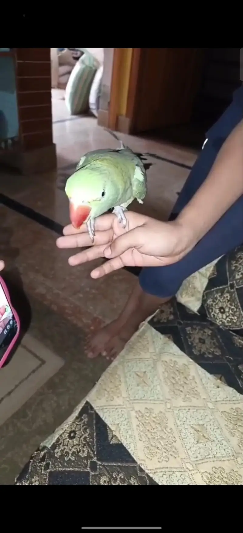 hand tame talking pair — photo 4