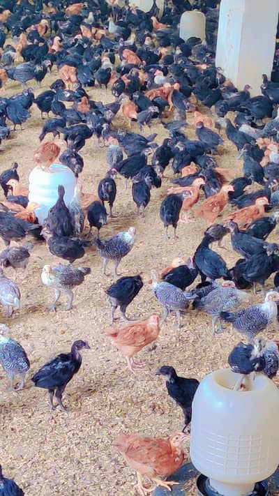 Australorp Chicks| fancy Chicks|RIR_Fumi Chick| haritage |چوزے/Fayoumi