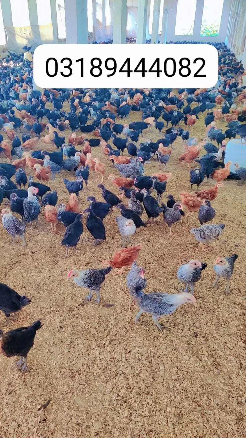 Australorp Chicks| fancy Chicks|RIR_Fumi Chick| haritage |چوزے/Fayoumi — photo 2