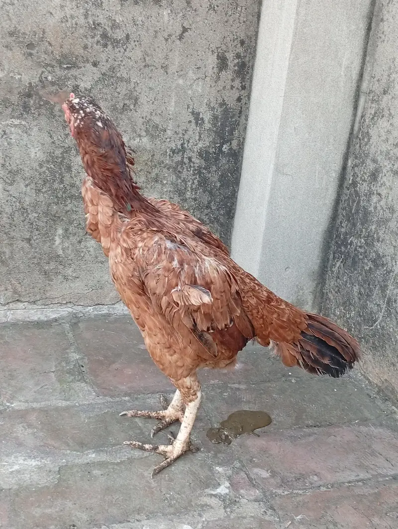aseel murgi — photo 2
