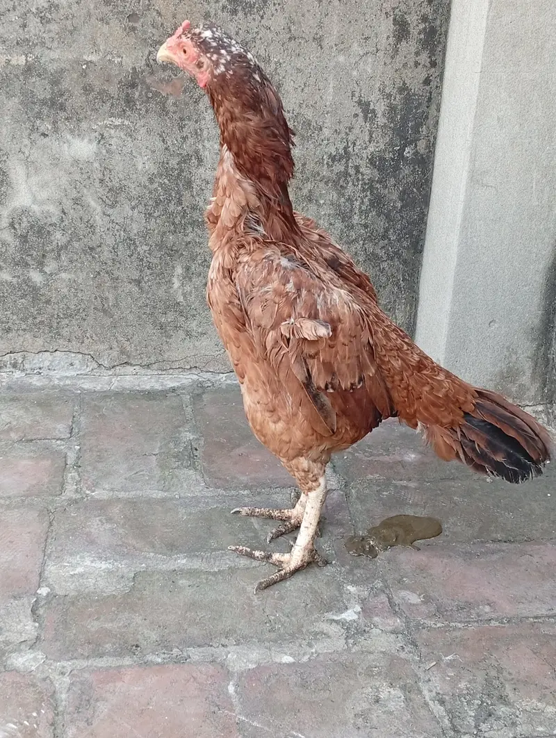 aseel murgi — photo 3