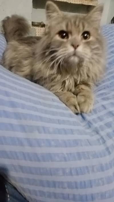 cat for sale