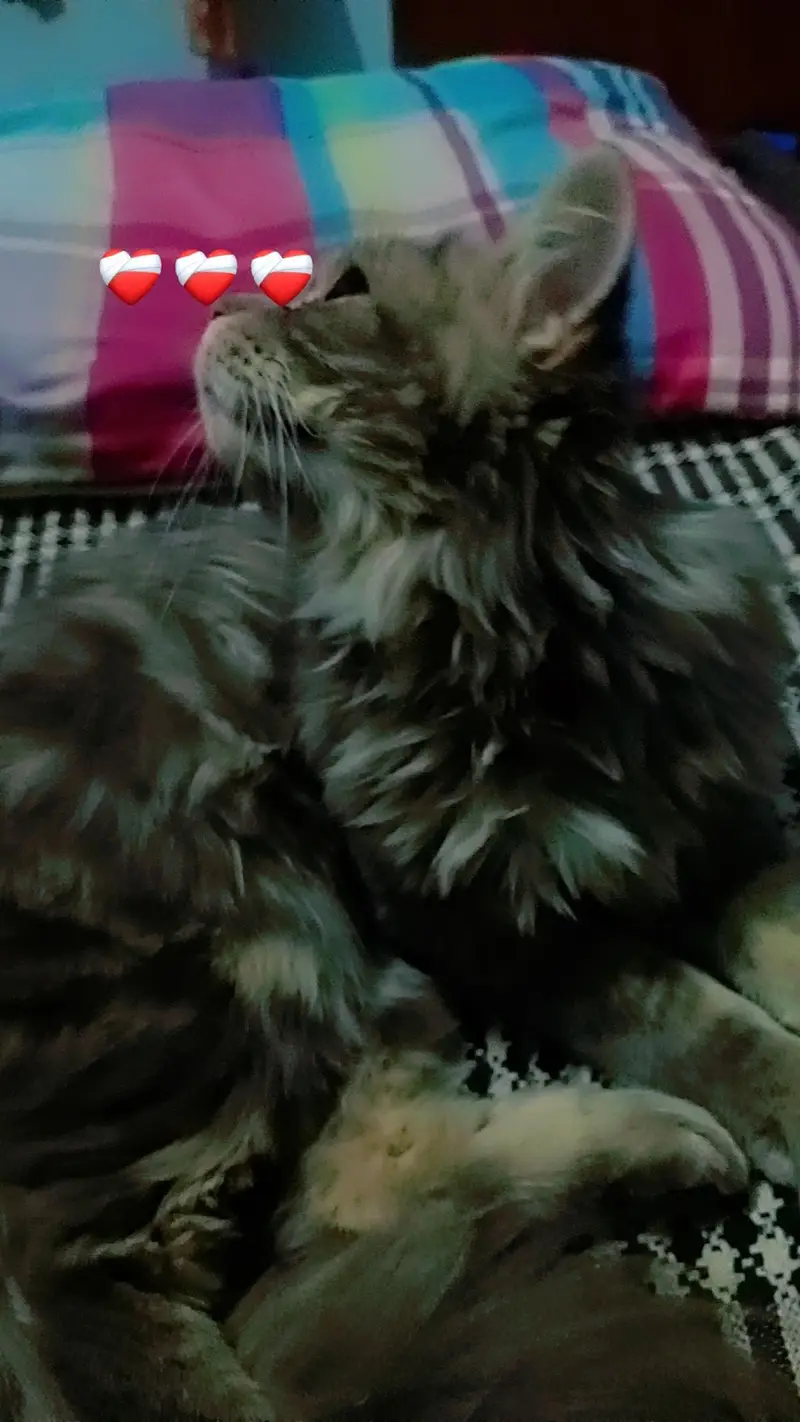 cat for sale — photo 2