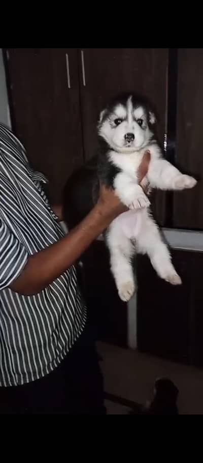 husky