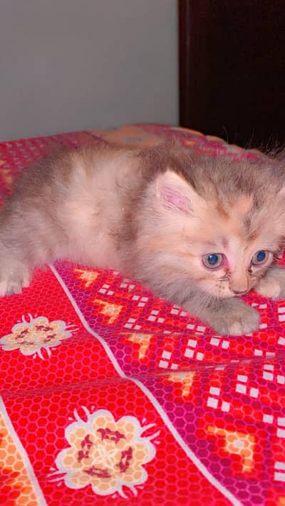 3 kittens male female far sale per kitten 4k