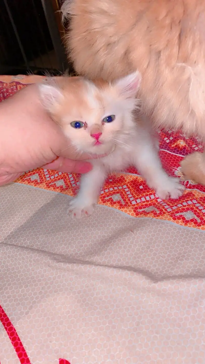 3 kittens male female far sale per kitten 4k — photo 2