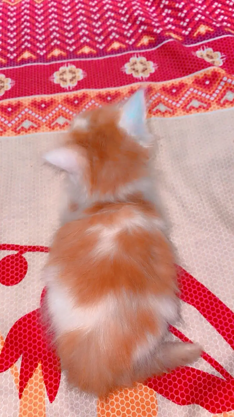 3 kittens male female far sale per kitten 4k — photo 3