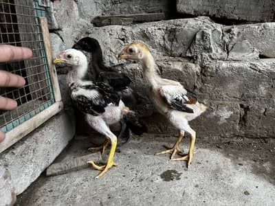 Premium Quality 2 Lakha Chicks and 1 Burmese Chick Available for Sale