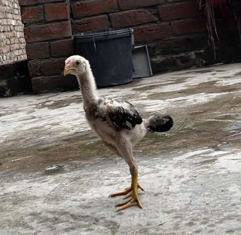 Premium Quality 2 Lakha Chicks and 1 Burmese Chick Available for Sale — photo 2