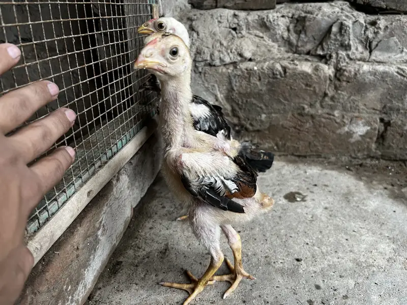 Premium Quality 2 Lakha Chicks and 1 Burmese Chick Available for Sale — photo 3