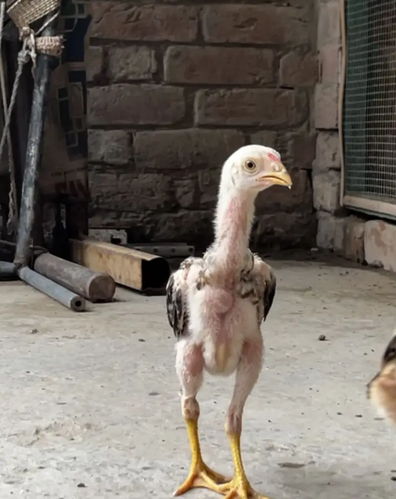 Premium Quality 2 Lakha Chicks and 1 Burmese Chick Available for Sale — photo 4