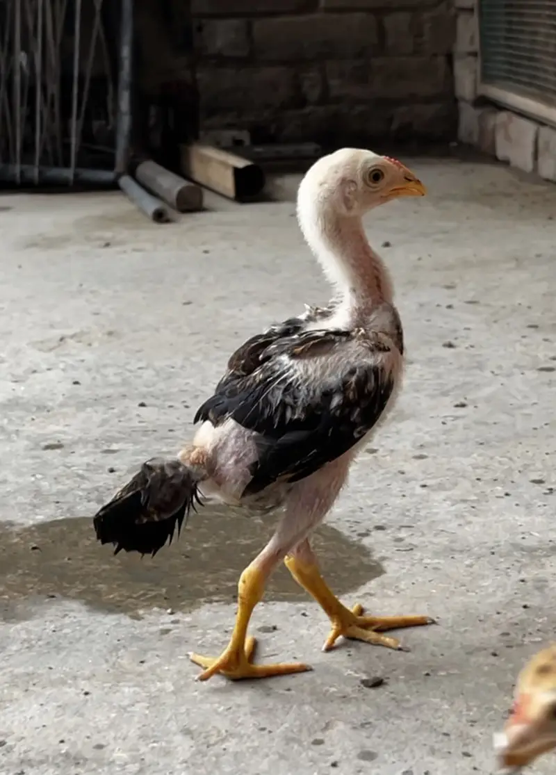 Premium Quality 2 Lakha Chicks and 1 Burmese Chick Available for Sale — photo 5