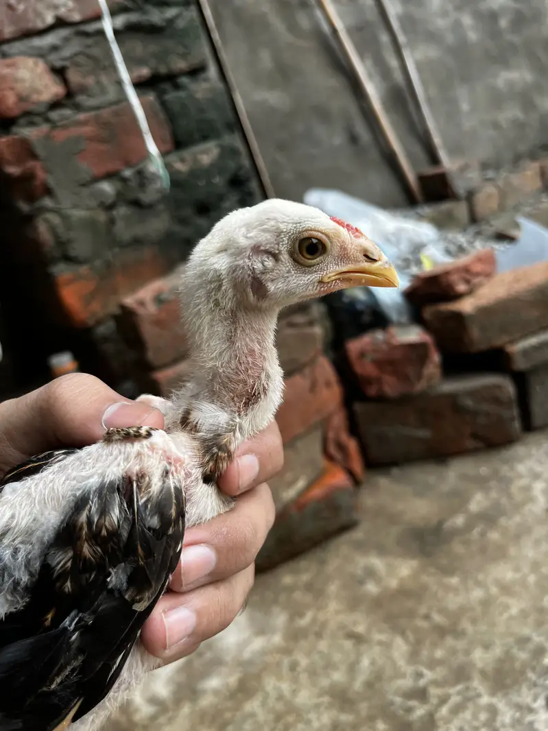 Premium Quality 2 Lakha Chicks and 1 Burmese Chick Available for Sale — photo 6